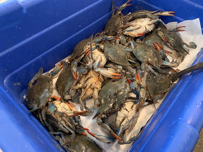 Market Fisheries food